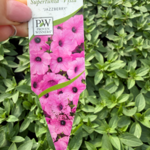 Supertunia 'Vista Jazzberry' - obrazek 2