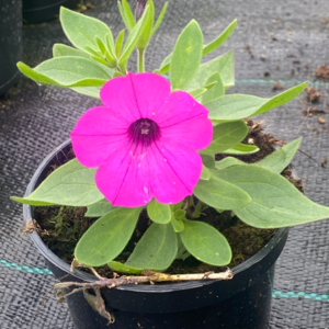 Supertunia 'Vista Jazzberry' - obrazek 3