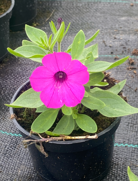 Supertunia 