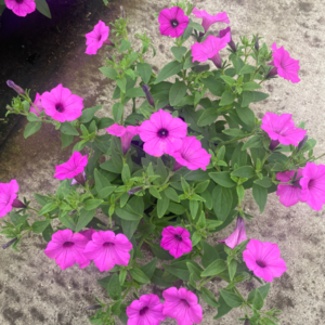 Supertunia 'Vista Jazzberry' - obrazek 4