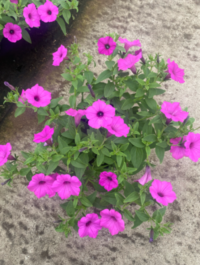 Supertunia 'Vista Jazzberry'