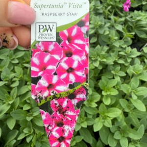 Supertunia 'Vista Raspberry Star' - obrazek 3