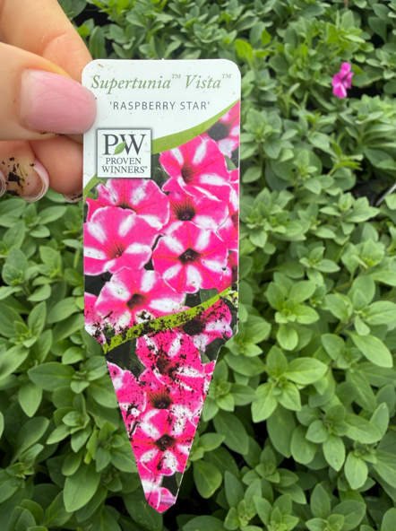 Supertunia 