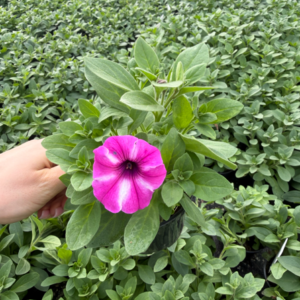 Supertunia 'Vista Raspberry Star' - obrazek 4