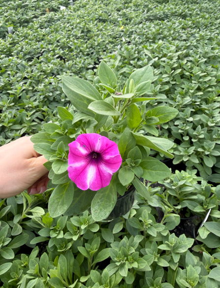 Supertunia 