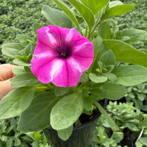 Supertunia 'Vista Raspberry Star' - obrazek 5
