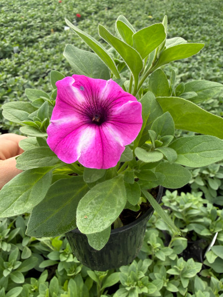 Supertunia 