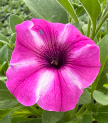 Supertunia 'Vista Raspberry Star'