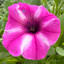 Supertunia 'Vista Raspberry Star'