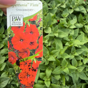 Supertunia 'Vista Strawberry' - obrazek 3