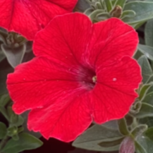 Supertunia 'Vista Strawberry'