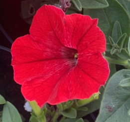 Supertunia 'Vista Strawberry' - obrazek 4