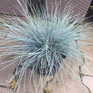 Kostrzewa Sina Festuca Glauca