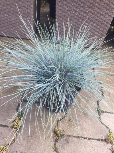 Kostrzewa Sina Festuca Glauca
