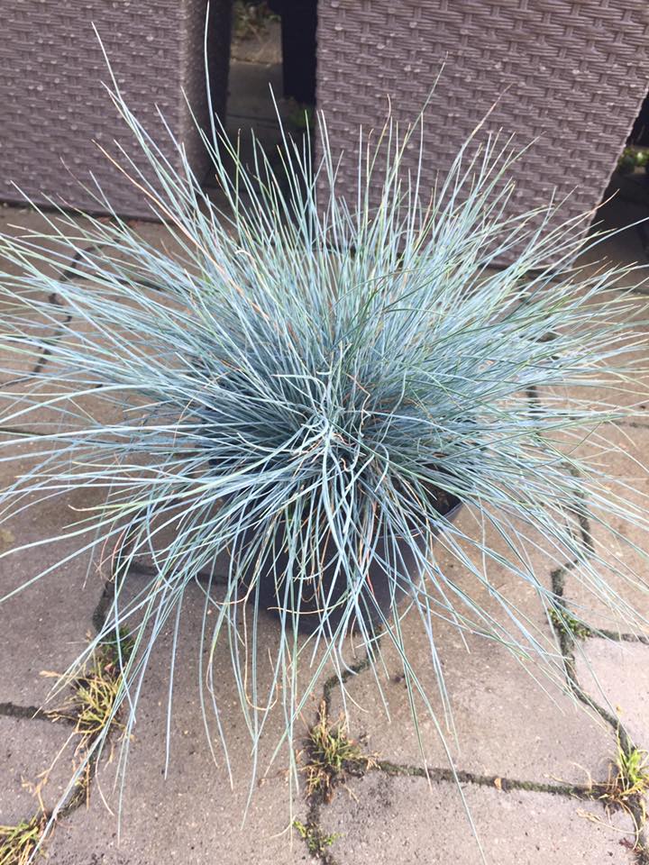 Kostrzewa Sina Festuca Glauca - obrazek 1