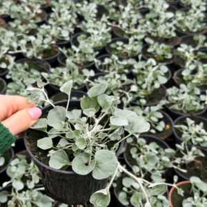 Dichondra - obrazek 2