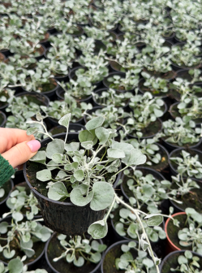 Dichondra