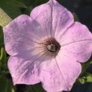 Supertunia 'Vista Cool Jazz'