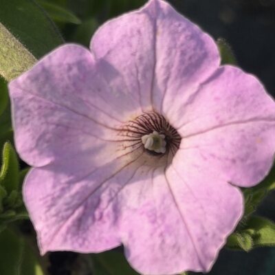Supertunia 'Vista Cool Jazz'