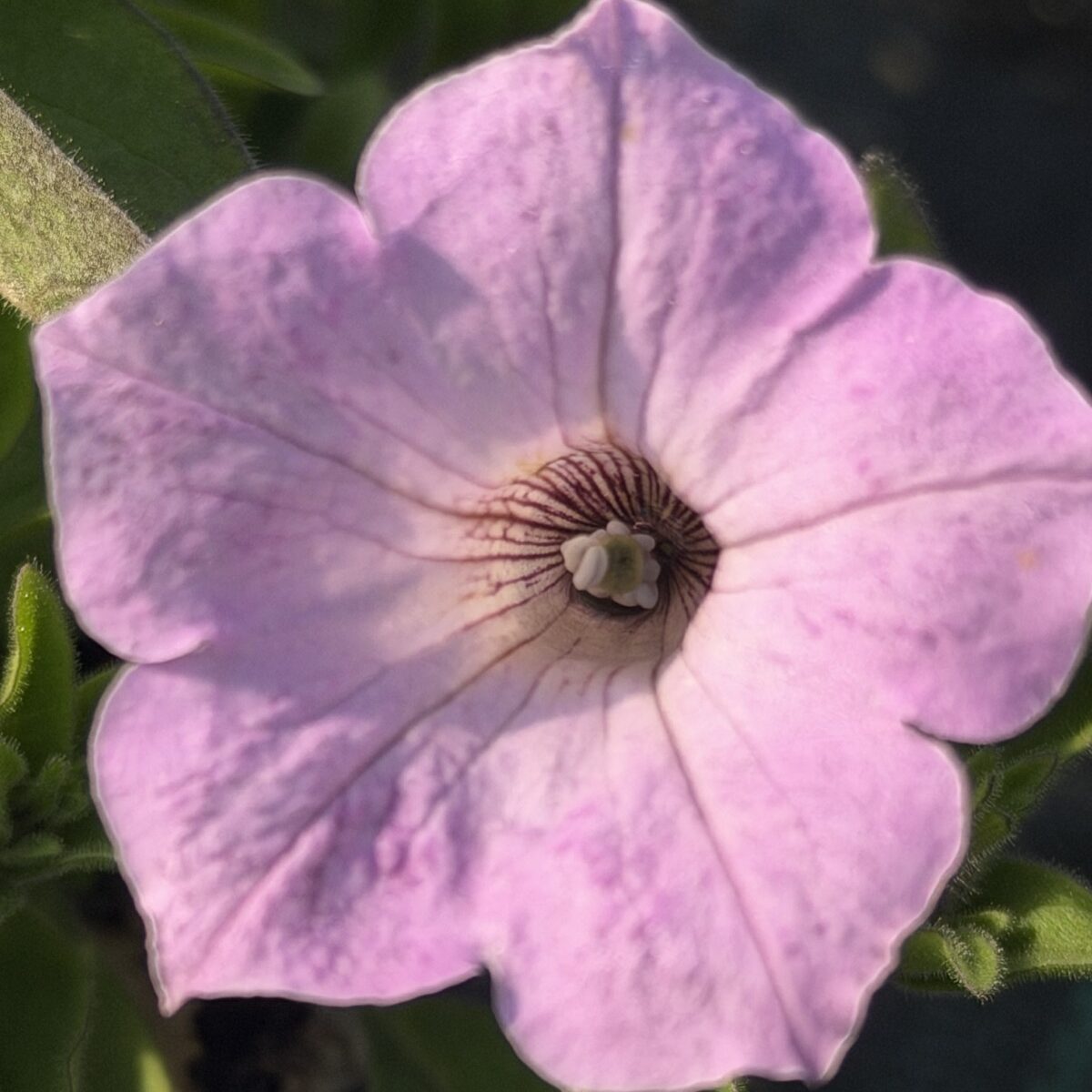 Supertunia 