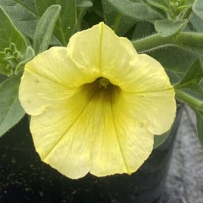 Supertunia 'Mini Vista Yellow'