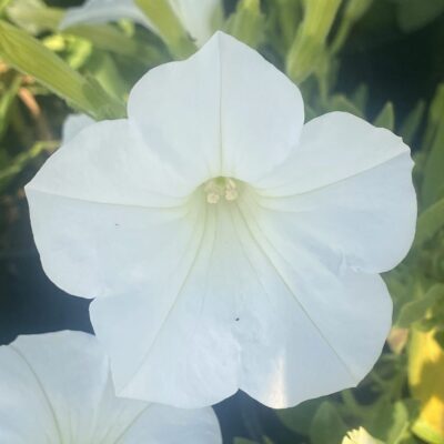 Supertunia 'Mini Vista White'