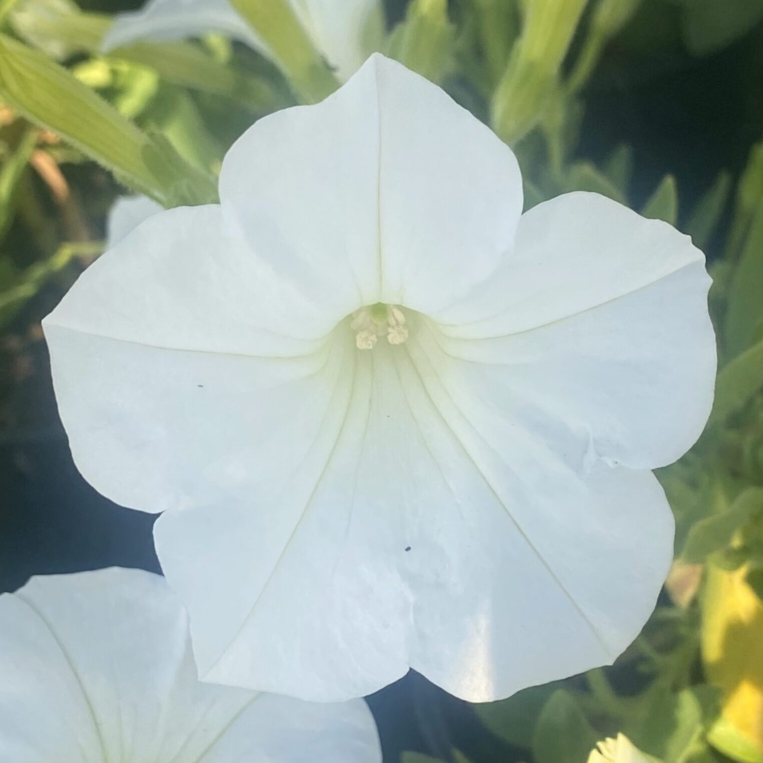 Supertunia 