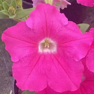 Surfinia 'Conchita Grande Pink'