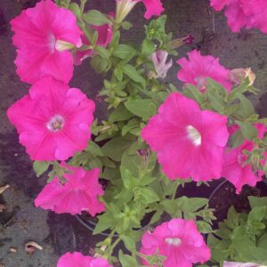 Surfinia 'Conchita Grande Pink' - obrazek 10