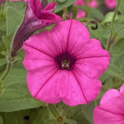 Supertunia 'Mini Vista Hot Pink'
