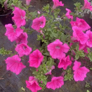 Surfinia Hot Pink - obrazek 2