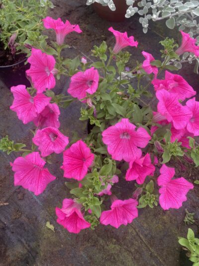 Surfinia Hot Pink