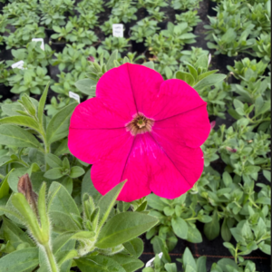 Surfinia Capella Neon Pink