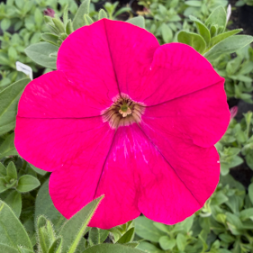 Surfinia Capella Neon Pink