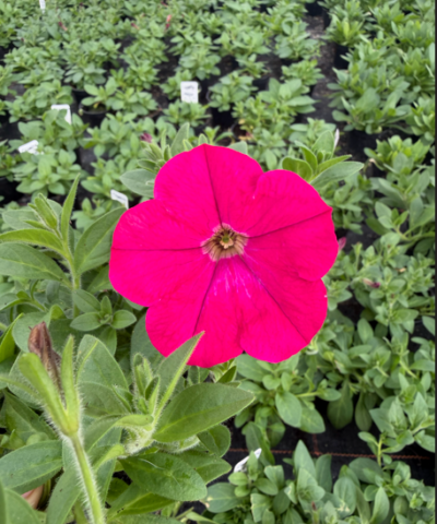 Surfinia Capella Neon Pink