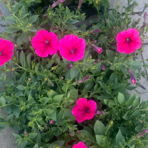 Surfinia Capella Neon Pink - obrazek 2