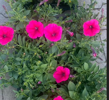Surfinia Capella Neon Pink - obrazek 2