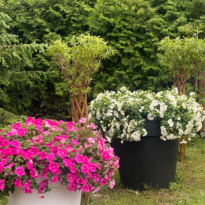 Surfinia 'Conchita Grande Pink' - obrazek 3