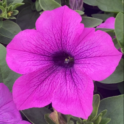 Surfinia Conchita Grande Lavender