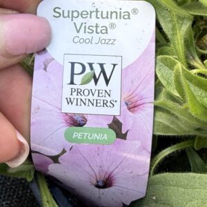 Supertunia 'Vista Cool Jazz' - obrazek 3