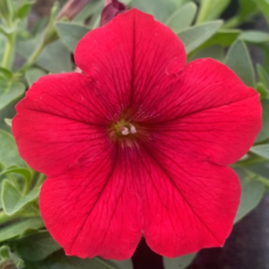 Surfinia Deep Red
