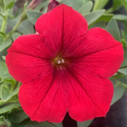 Surfinia Deep Red - obrazek 1