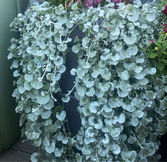 Dichondra - obrazek 1
