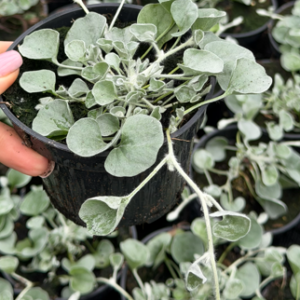 Dichondra - obrazek 3