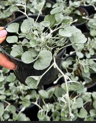 Dichondra