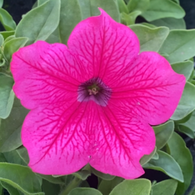 Surfinia Hot Pink