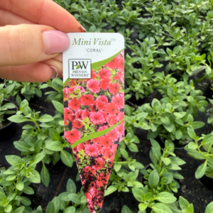 Supertunia 'Mini Vista Coral' NOWOŚĆ - obrazek 2