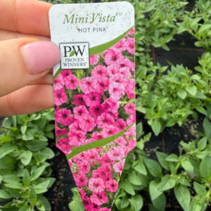 Supertunia 'Mini Vista Hot Pink' - obrazek 6