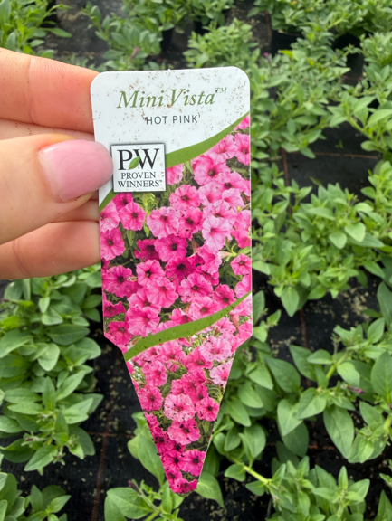 Supertunia 
