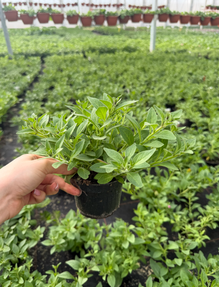 Supertunia 